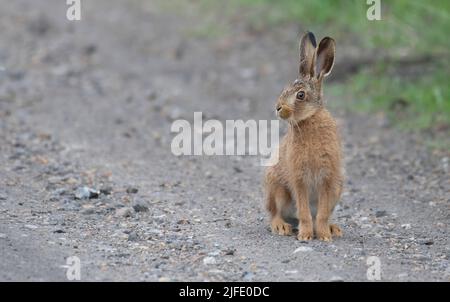 Il giovane Brown Hare (Lepus europaeus) sedeva su una pista Foto Stock