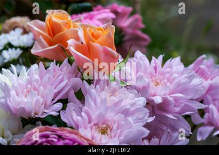 Due rose di albicocca in un bouquet di fiori, che comprende cerotti rosa e gerbera fiori Foto Stock