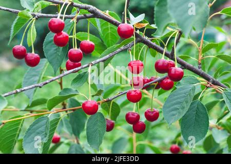 Grappolo di ciliegie dolci rosse mature appese sul ramo di ciliegio con foglie verdi. Sfondo natura estate. Messa a fuoco selettiva, bella wallpa luminosa Foto Stock