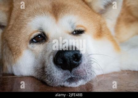 Primo piano della museruola di un grande cane Akita Inu. L'animale si trova, guarda a distanza con occhi marroni. Foto Stock