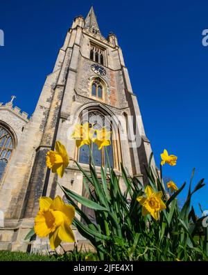 Una bella vista durante la primavera della chiesa di St. Marys con Daffodils, nella città di Saffron Walden in Essex, Regno Unito. Foto Stock