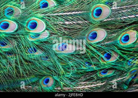 Coda di pavone 2. Foto Stock