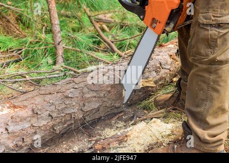 Quando si verifica una violenta tempesta, una motosega taglia nel tronco di un albero rotto sradicato Foto Stock