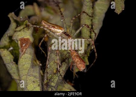 Adult Female Lynx Spider della specie Peucetia rubrolinata che predica su un Bug di pianta senza scrupoli della famiglia Rhopalidae Foto Stock