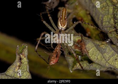 Adult Female Lynx Spider della specie Peucetia rubrolinata che predica su un Bug di pianta senza scrupoli della famiglia Rhopalidae Foto Stock