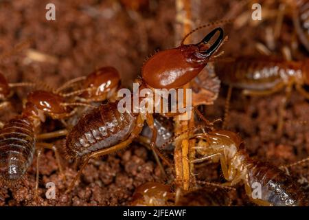 Termiti Jawsnouted adulti della specie Syntermes molestus Foto Stock