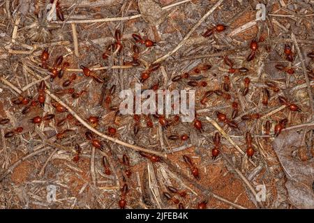 Termiti Jawsnouted adulti della specie Syntermes molestus Foto Stock