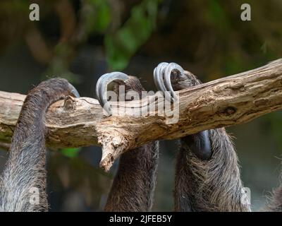 Choloepus didactylus, il pendioso bifronte di Linnaeus, noto anche come il pendioso bifronte sud Foto Stock