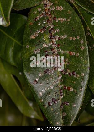 Insetti in scala bianca della superfamiglia Coccoidea su una foglia di albero di fornitura della specie Pachira aquatica Foto Stock