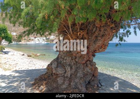 Albero di tamarisco. Scena della spiaggia, villaggio di Livadia, isola di Tilos, Dodcanese, Grecia Foto Stock