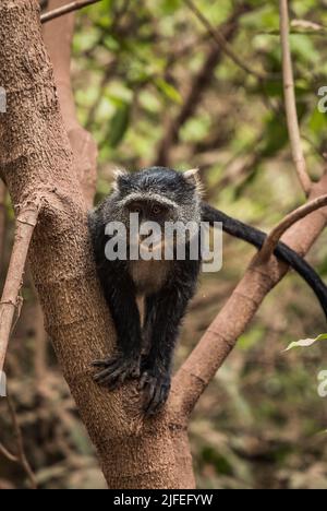 Un primo piano di una scimmia blu (Cercopithecus mitis) su un albero Foto Stock