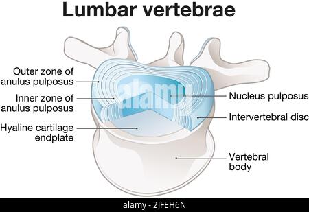 Illustrazione che mostra vertebre lombari e dischi intervertebrali sani. Illustrazione etichettata Foto Stock