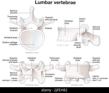 Illustrazione che mostra vertebre lombari sane. Viste diverse. Illustrazione etichettata Foto Stock