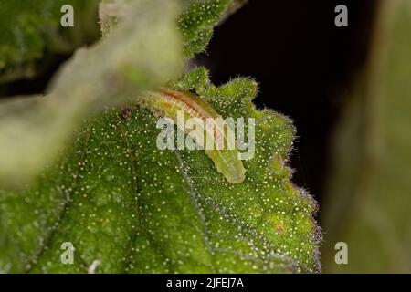 Larve volanti della famiglia dei Syrphidae Foto Stock