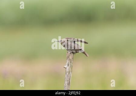 Giovane Starling (Sternus vulgaris) arroccato su un palo di legno Foto Stock