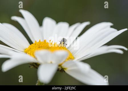 Foraging comune Yellow-face Bee (Hylaeus communis) Foto Stock