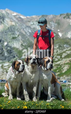 Cane gestore della Fondazione Barry con tre cani San Bernardo, Gran Passo San Bernardo, Bourg-Saint-Pierre, Vallese, Svizzera Foto Stock