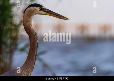 Un grande airone blu si erge sul bordo dell'acqua in un 28 maggio 2021, immagine catturata lungo la costa di Mobile Bay a Fairhope, Alabama. Foto Stock