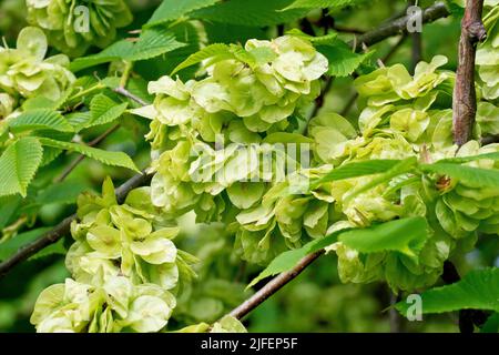 Wych Elm (ulmus glabra), primo piano di una massa dei semi rotondi sottili che l'albero produce in abbondanza durante la primavera. Foto Stock