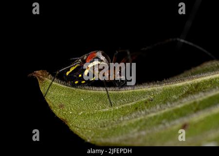 Piccolo ragno di frutteto del genere Leucauge Foto Stock