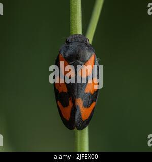 Una Froghopper rossa e nera - Cercopis vulnerabile - in un parco britannico Foto Stock