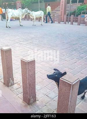 Agra India 10. Maggio 2018 il cane sporco sporco affamato attende cibo ad Agra Utttar Pradesh India. Foto Stock