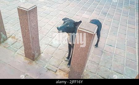 Affamato cane sporco stray aspetta cibo in Agra Utttar Pradesh India. Foto Stock