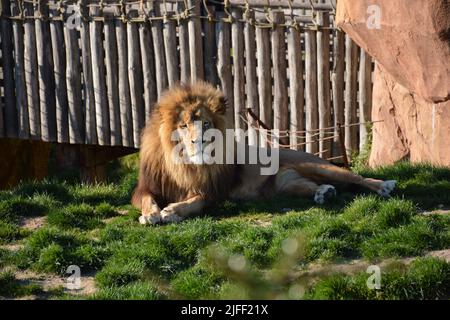 Bel leone maschile nel parco zoo di beauval, Francia Foto Stock