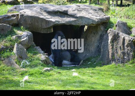 Gorilla lowland occidentale nel parco zoo beauval, Francia Foto Stock