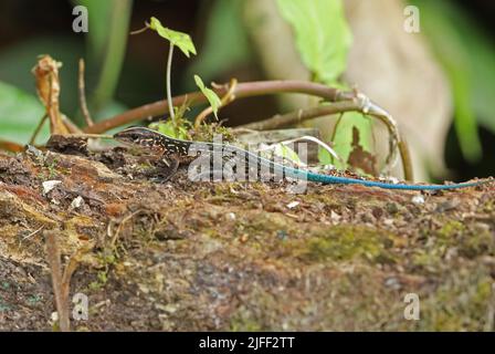 Whiptail dell'America centrale (Holcosus festivus) adulto su ceppo caduto Arenal, Costa Rica, Marzo Foto Stock