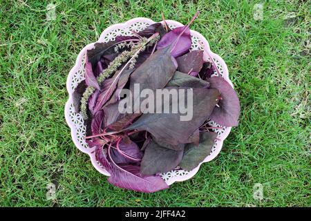 Cestino di verdure a foglia di spinaci rossi biologici. Raccolto a mano cresciuto in India Asia. Foto Stock