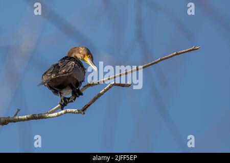 Cormorano seduto sul ramo dell'albero Foto Stock