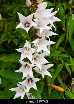 Fiori estivi brillanti della forma bianca del campanile perenne più grande, Campanula latifolia var. Macrantha 'Alba' Foto Stock