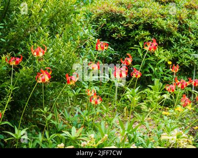 Fiori di cicchio rosso e giallo del giglio occidentale, Lilium occidentale Foto Stock