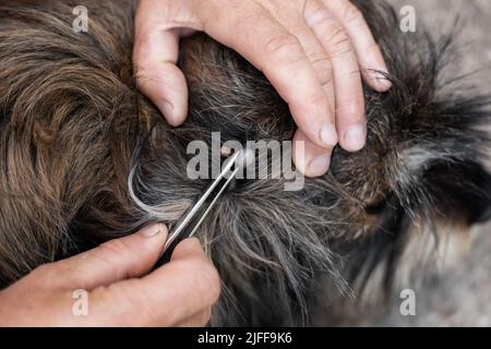 Una zecca grande ha succhiato il sangue da un animale. Canine ixodide segno di spunta sulla pelle, rimozione e prevenzione delle zecche. Foto Stock