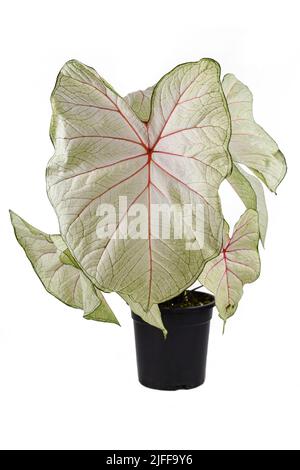 Houseplant 'Caladium White Queen' esotico con foglie bianche e vene rosa in vaso di fiori neri Foto Stock