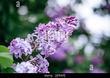 Bella in parte fioritura lilla syringa in primavera con fiori viola. Rare Find - cinque petali syringa che si ritiene di portare fortuna al suo Finder. Foto Stock