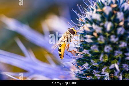 Hoverfly, Hoverflies, Syrphidae su fiore blu Foto Stock