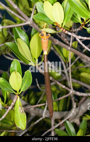 Profagule di Red Mangrove, Rhizophora mangle. Quando maturo, questi giovani giovani giovani pianta staccarsi dall'albero genitore e galleggiare nell'estuario fino ad un adatto Foto Stock