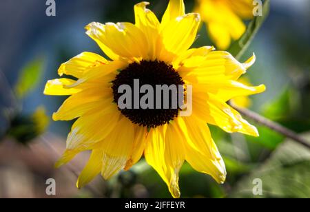 Girasoli Banff Alberta Foto Stock