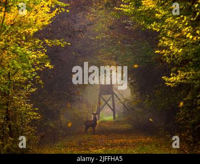 Cervo selvatico (dama dama) in autunno mattina magica, nelle foreste della Romania Foto Stock