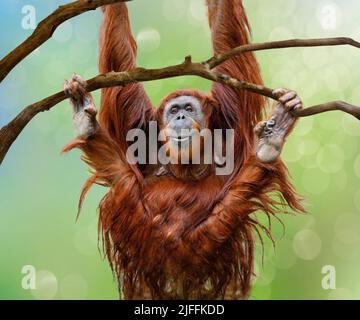 Primo piano di felice femmina Orangutan che oscilla da ramo albero Foto Stock