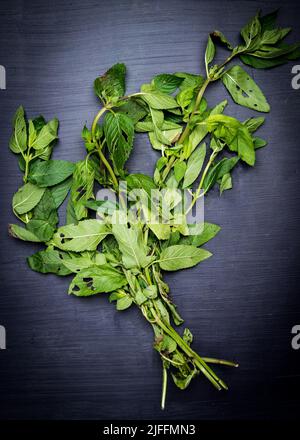 Menta fresca Foto Stock