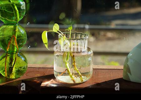 Il betello macchiato è stato piantato in una teiera di vetro posta su un tavolo di legno. Foto Stock