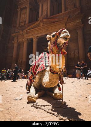 Un colpo verticale di un cammello beduino decorato che riposa vicino al Tesoro al Khazneh Giordania, Antica Petra Foto Stock