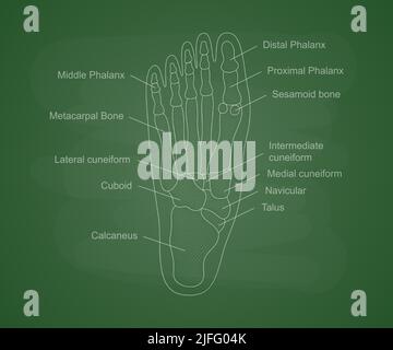 Anatomia delle ossa del piede umano su un bordo verde della scuola. Contenuti didattici per l'università medica. Diagramma del piede umano con descrizione delle ossa. Illustrazione Vettoriale