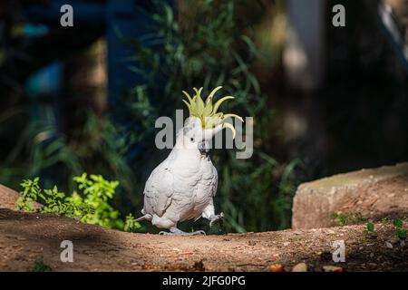 Adelaide Australia, 3 luglio 2022 . Un cockatoo solforato (Cacatua Galerita) che cammina a terra. Credit. amer Ghazzal/Alamy Live News Foto Stock