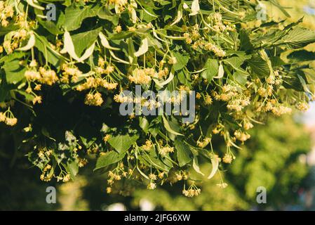 Tiglio in fiore. Lime albero in fiore. Fagotto fiorente in giornata di sole. Messa a fuoco selettiva Foto Stock