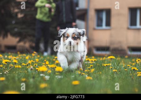 Il diavolo furry nella forma di un pastore australiano corre intorno al giardino e gode della sua libertà. Un cucciolo bianco e marrone con espressione felice. Dand Foto Stock