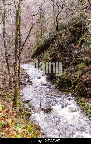 Un piccolo fiume che scorre attraverso le ardenne belghe in un primo pomeriggio d'inverno. Foto Stock